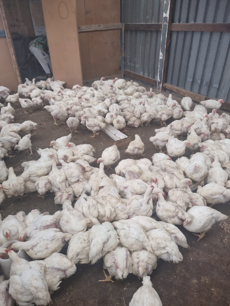 Jars of preserved food